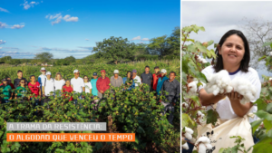 A Trama da Resistência: O Algodão que Venceu o Tempo – Josessandro Andrade